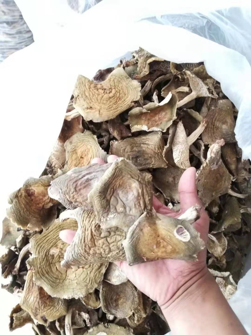 青头菌鲜品冻品干品批发零售