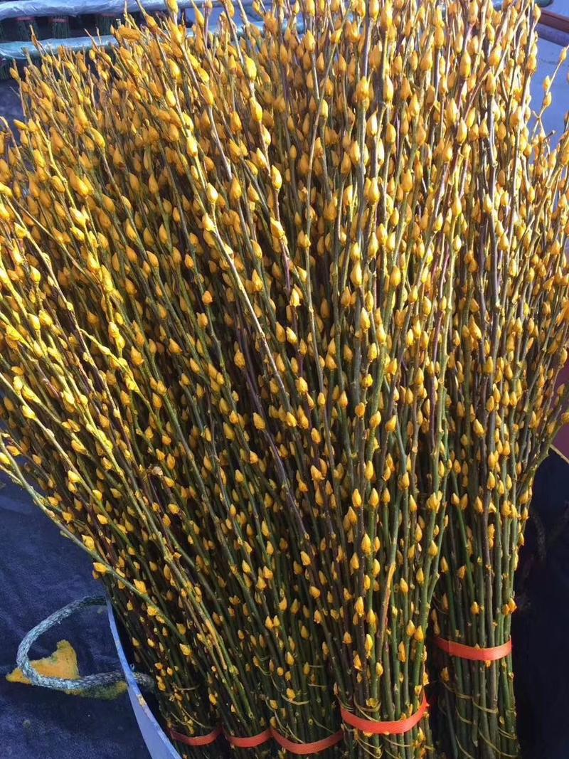 基地大量批发银柳60公分-1.5米高，九个颜色，欢迎下单