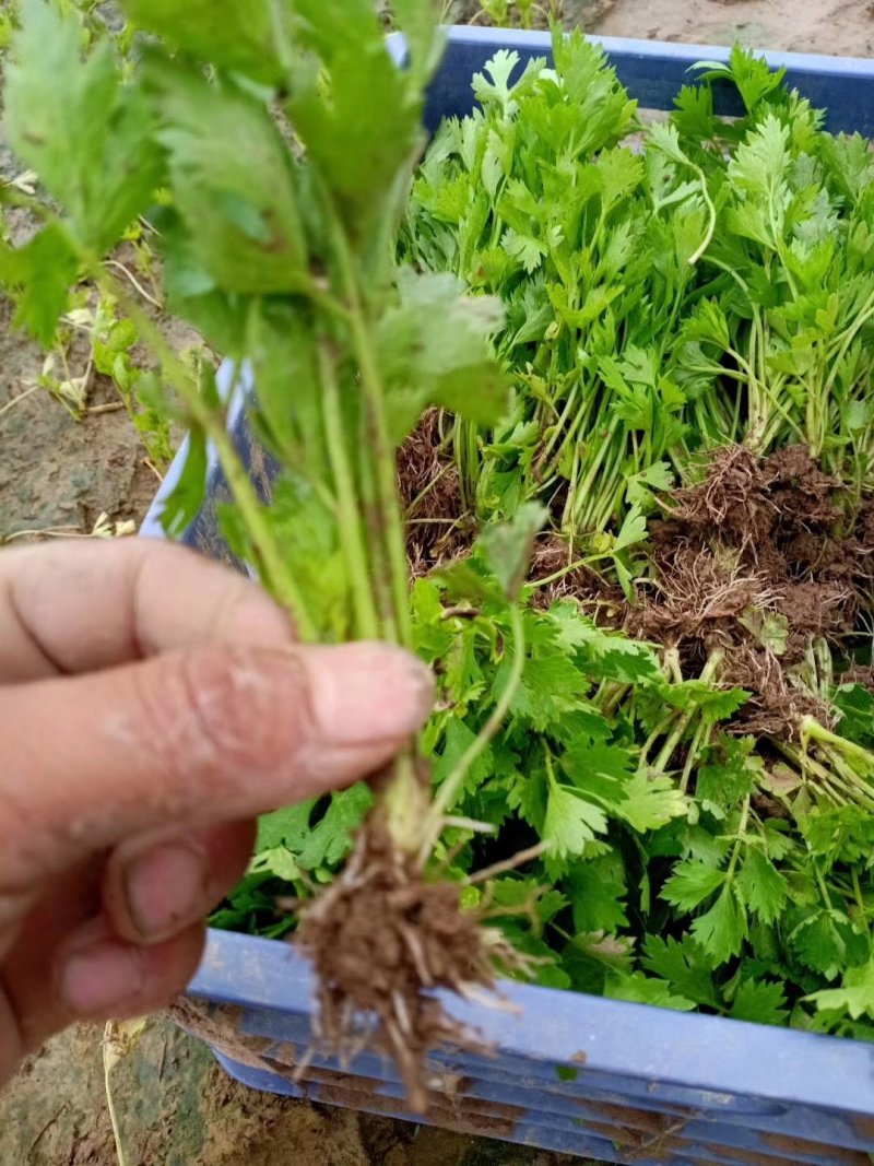 预定芹菜苗皇后芹菜苗苗质量好易成活