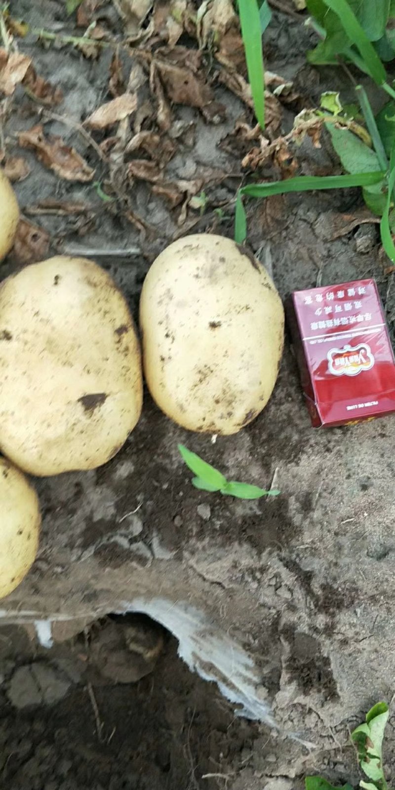 精品黄心麻皮大土豆欢迎新朋友