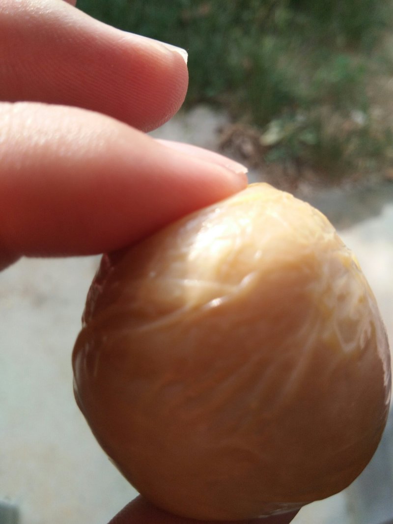 鸡宝