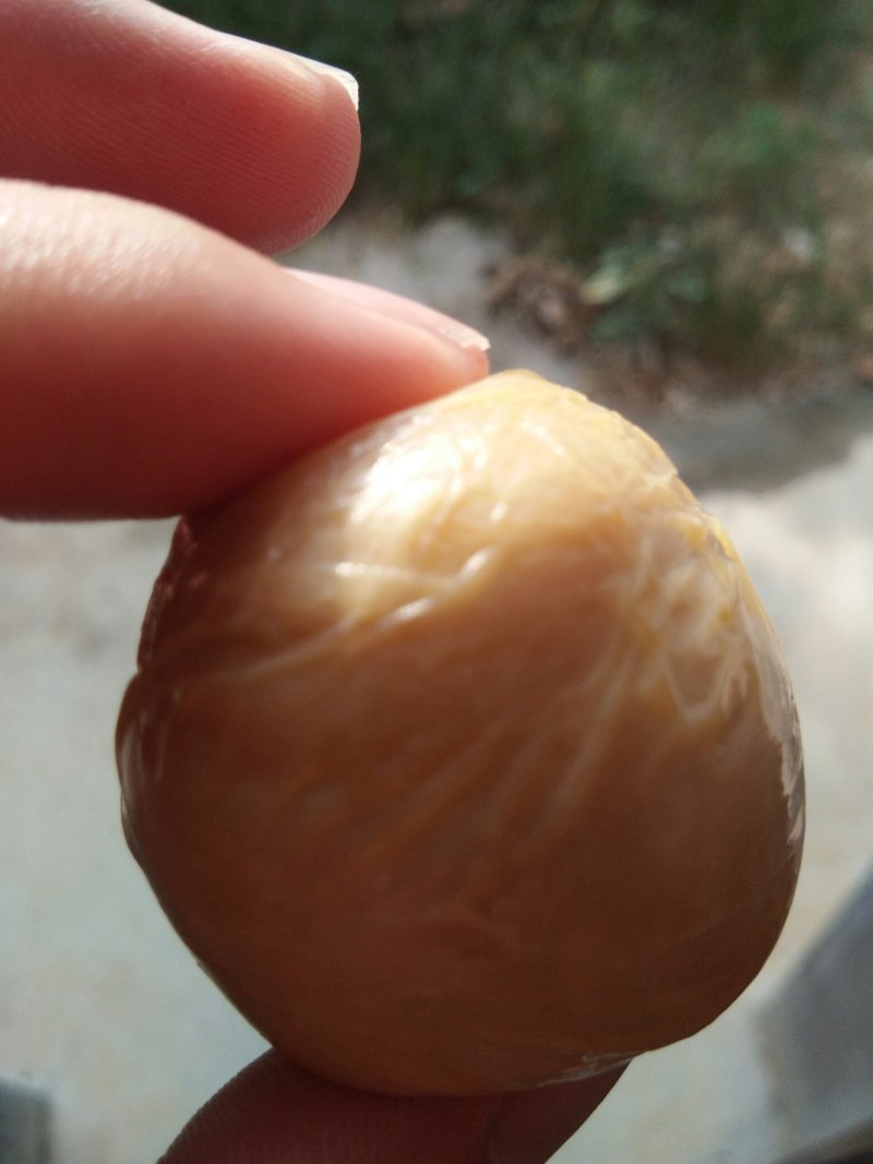 鸡宝