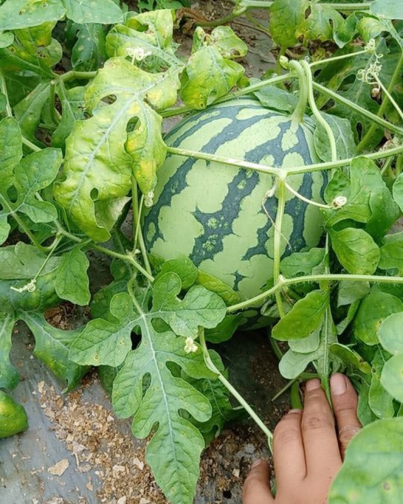 8424