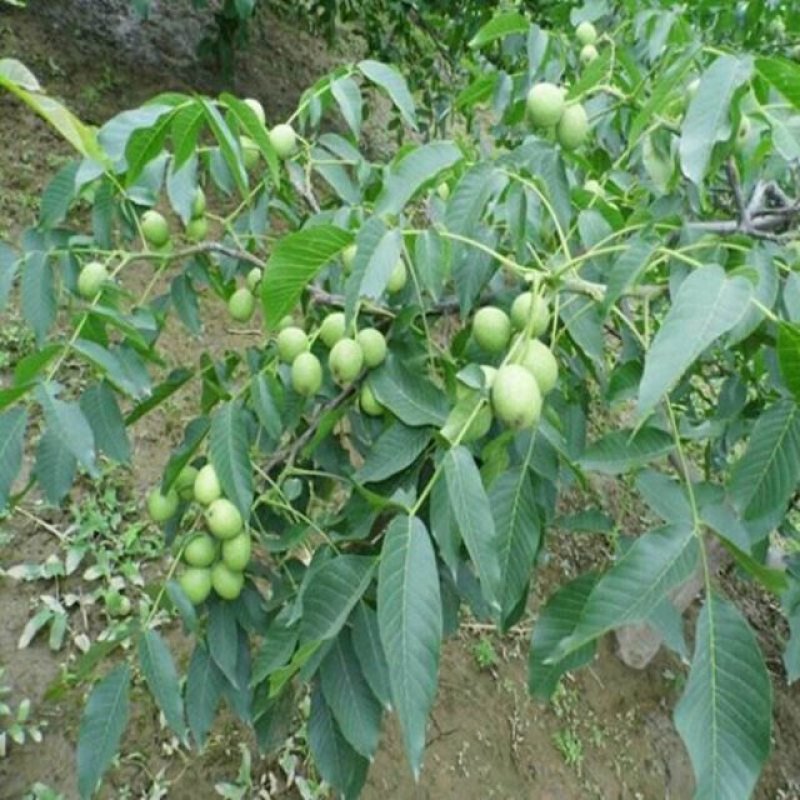 薄皮核桃苗云新系列纸皮核桃苗免费提供技术指导