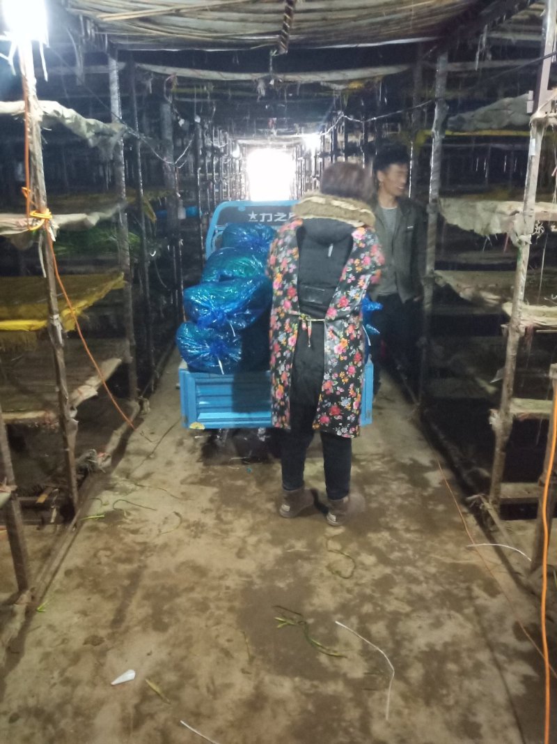 河北省邯郸市永年，白帽蒜薹，红帽蒜薹，欢迎老板过来采购