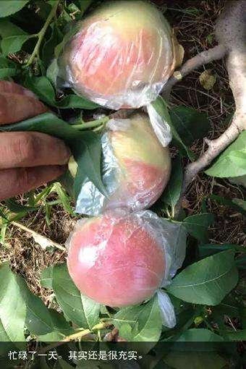 优质毛桃