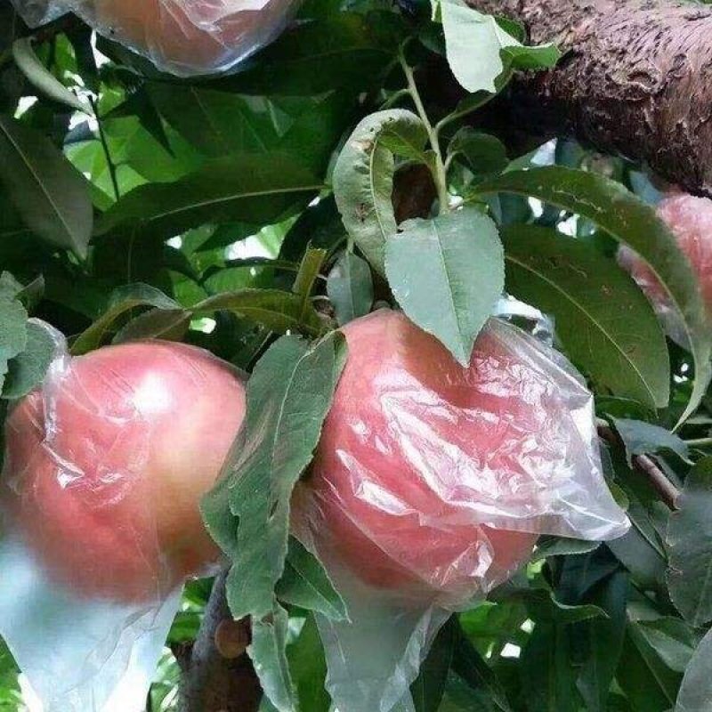 优质毛桃