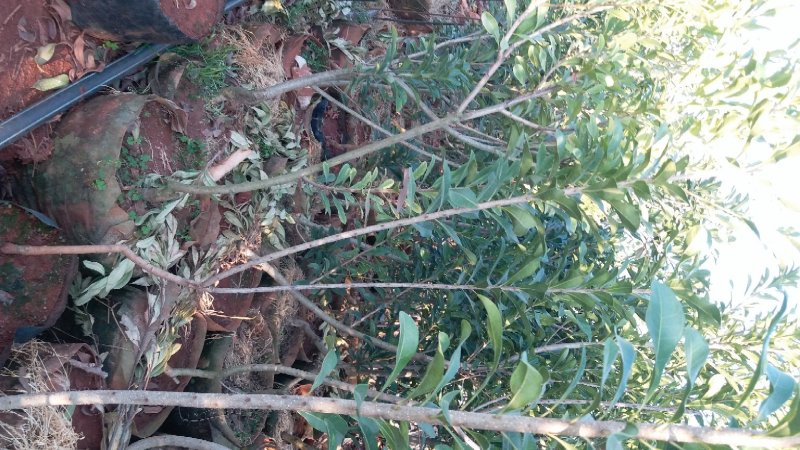 杨梅树苗嫁接荸荠、东魁杨梅苗