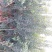 杨梅树苗嫁接荸荠、东魁杨梅苗