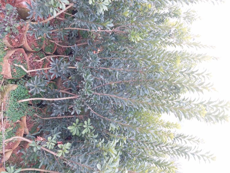 杨梅树苗嫁接荸荠、东魁杨梅苗
