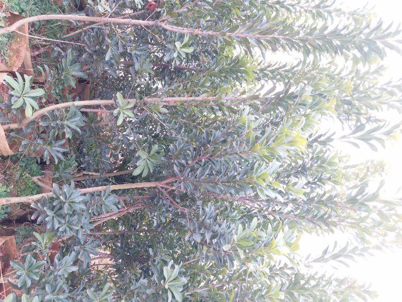 杨梅树苗嫁接荸荠、东魁杨梅苗