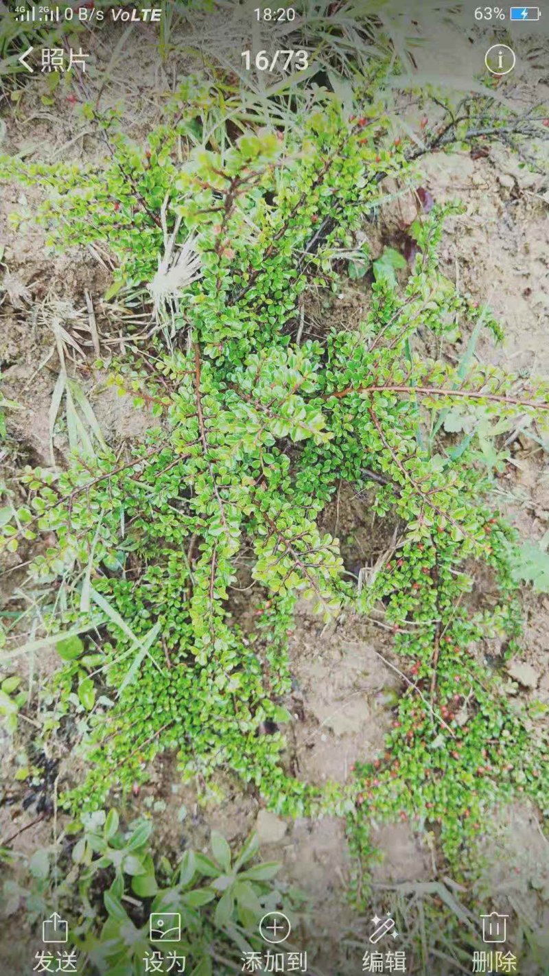 红花平枝荀子，白花荀子，地石榴铺地蜈蚣