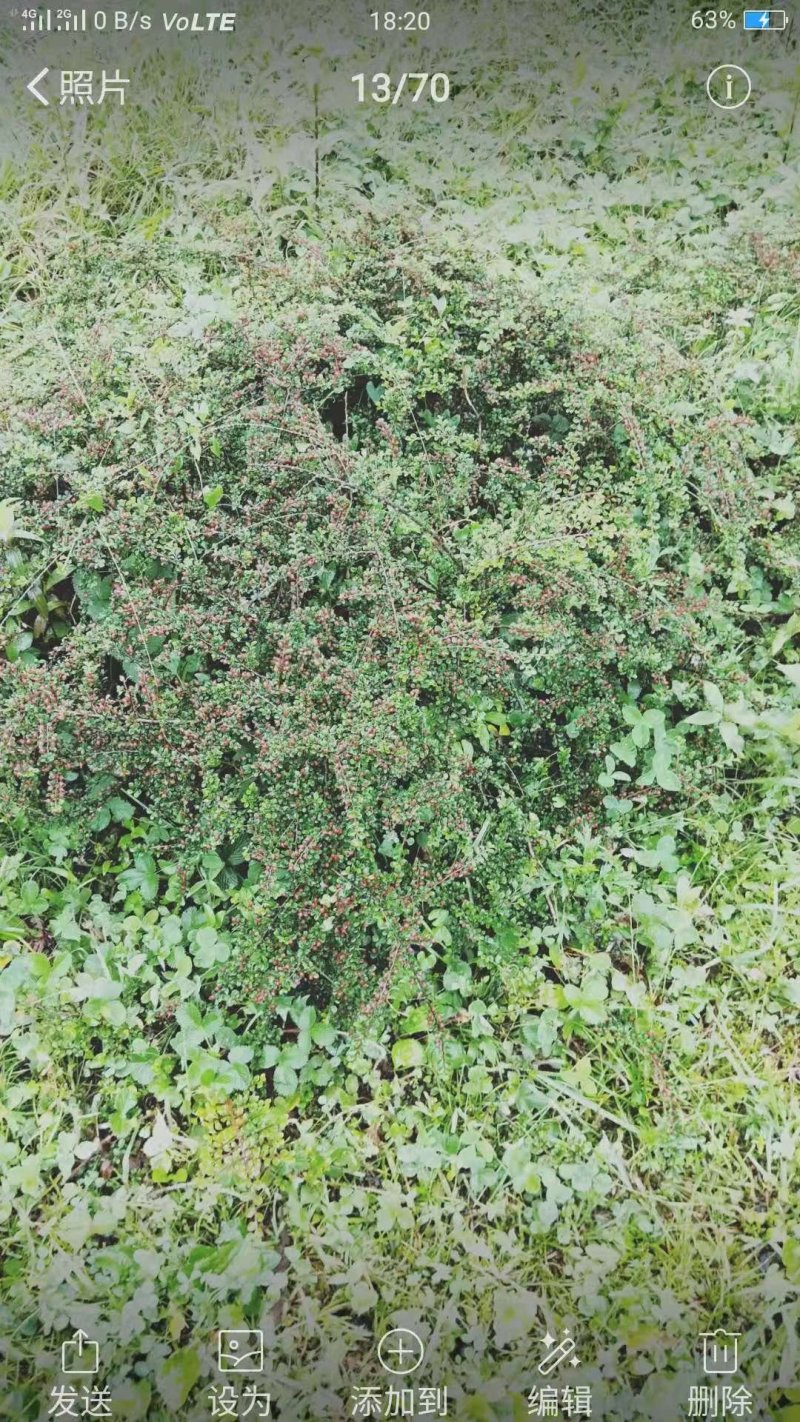 红花平枝荀子，白花荀子，地石榴铺地蜈蚣