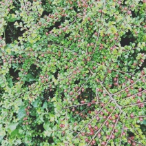 红花平枝荀子，白花荀子，地石榴铺地蜈蚣