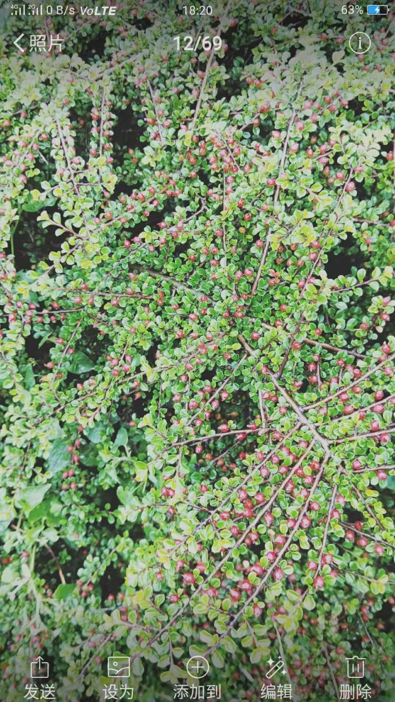 红花平枝荀子，白花荀子，地石榴铺地蜈蚣