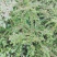 红花平枝荀子，白花荀子，地石榴铺地蜈蚣
