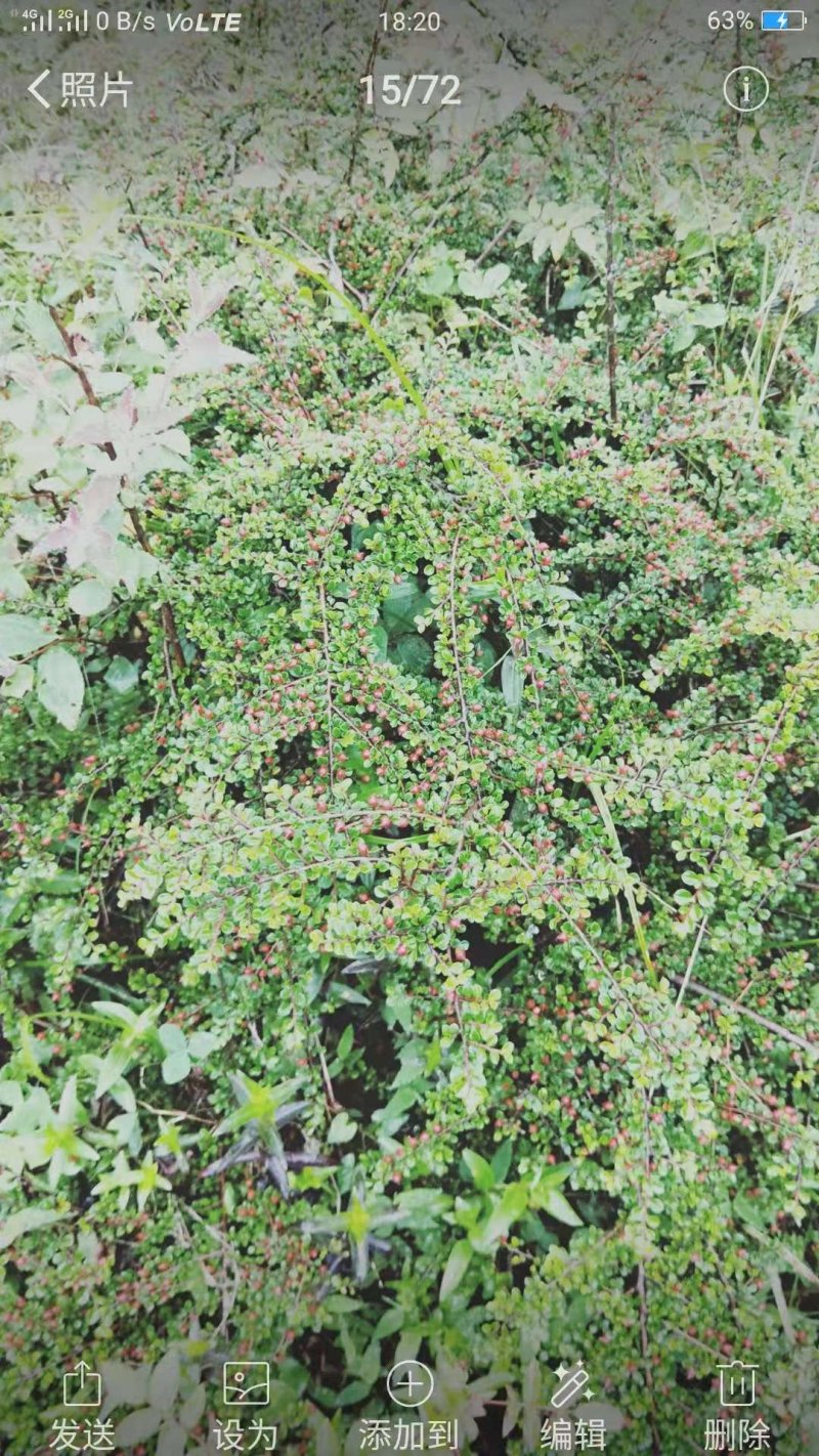 红花平枝荀子，白花荀子，地石榴铺地蜈蚣