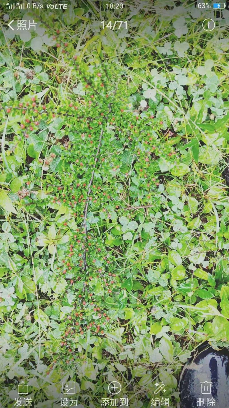 红花平枝荀子，白花荀子，地石榴铺地蜈蚣