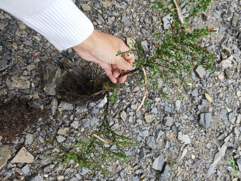 红花平枝荀子，白花荀子，地石榴铺地蜈蚣