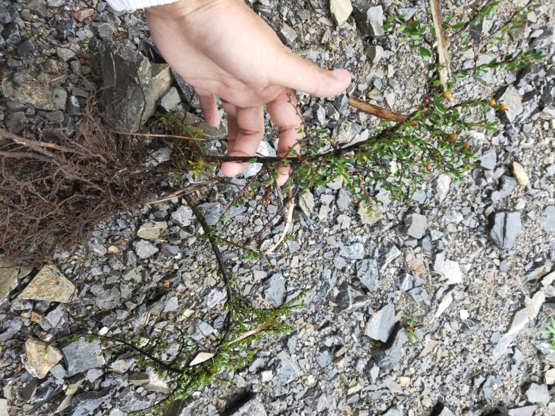 红花平枝荀子，白花荀子，地石榴铺地蜈蚣