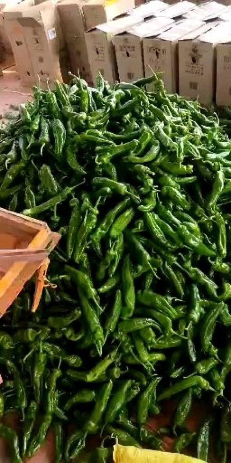商丘夏邑301辣椒鲜辣椒辣椒15~20厘米来电
