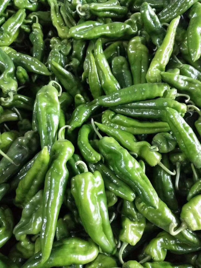 商丘夏邑301辣椒鲜辣椒辣椒15~20厘米来电