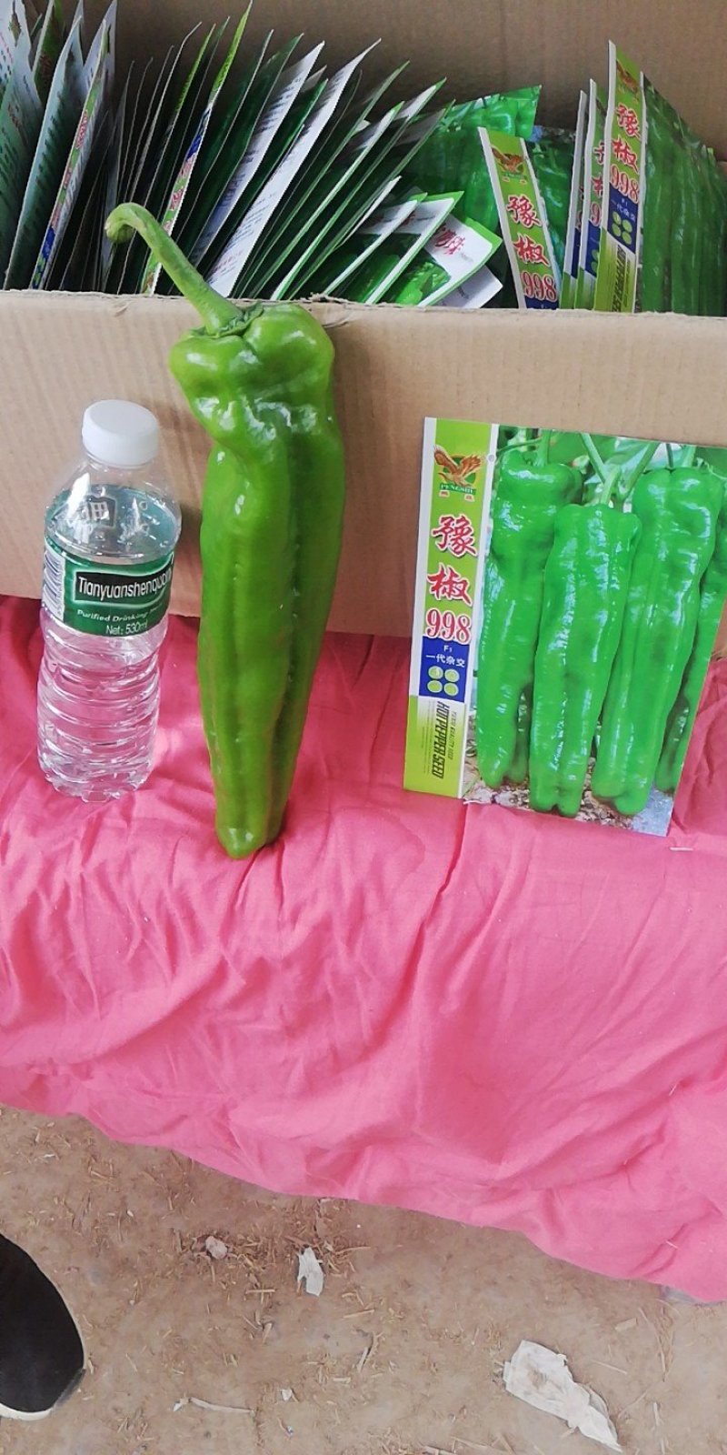 商丘夏邑301辣椒鲜辣椒辣椒15~20厘米来电