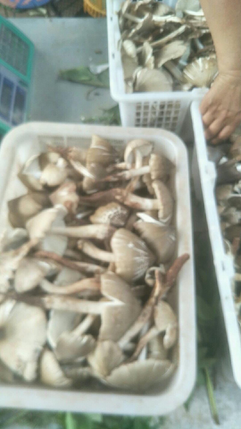 鸡枞