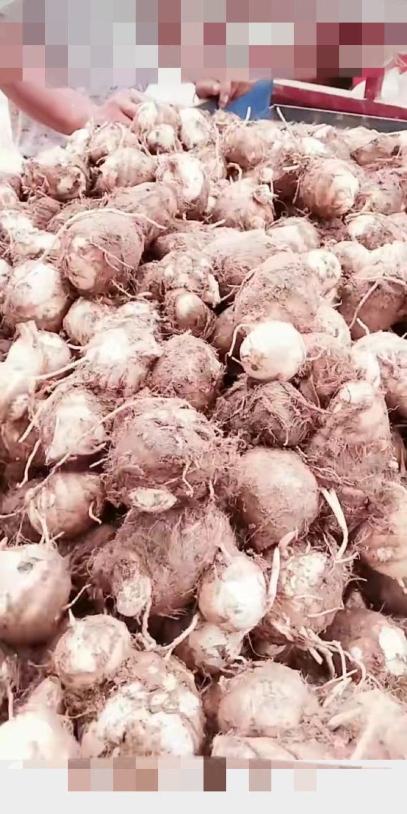 山东省，临沂市，优质毛芋头，豆包，各种毛芋头分，8520