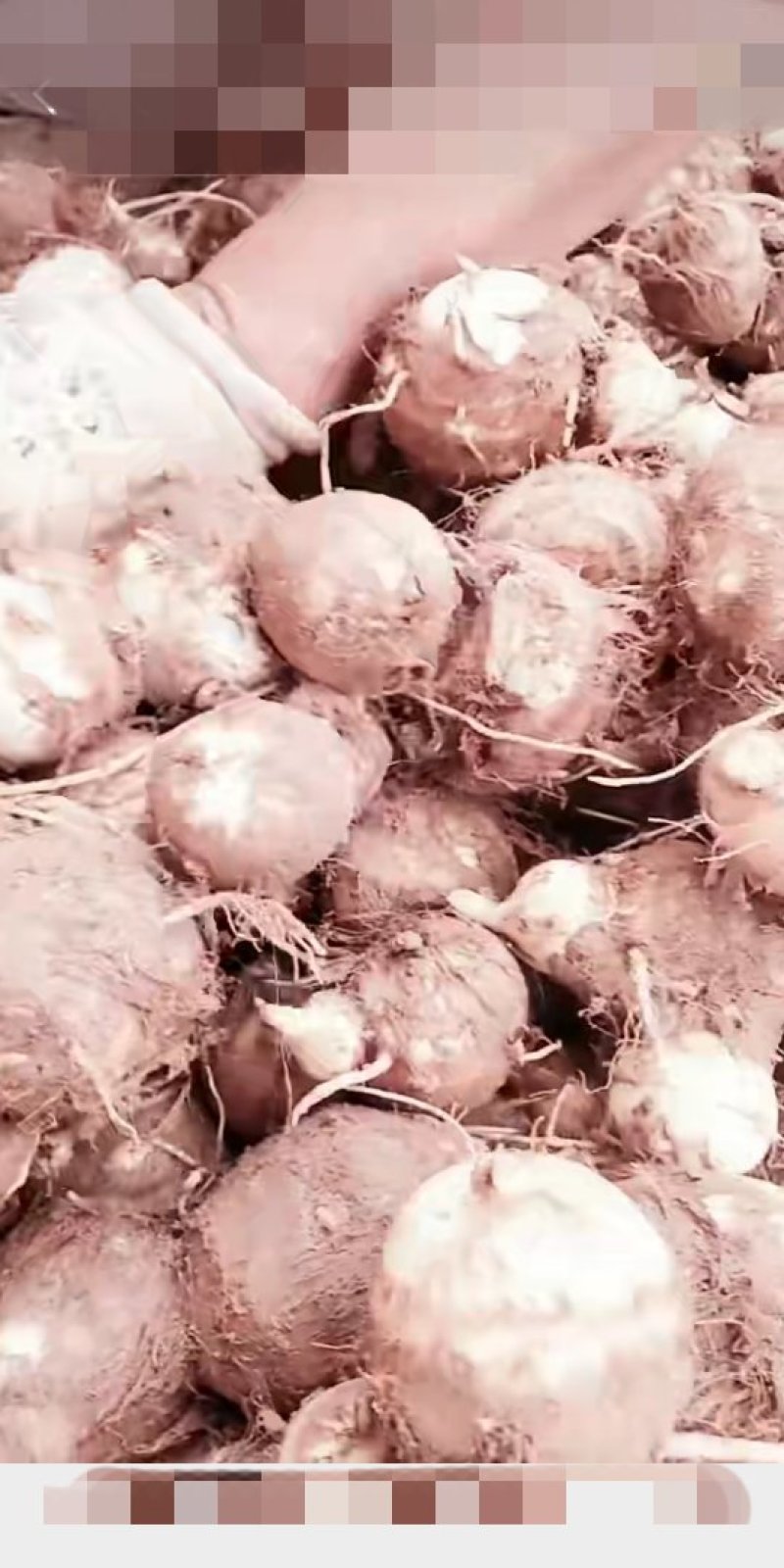 山东省，临沂市，优质毛芋头，豆包，各种毛芋头分，8520