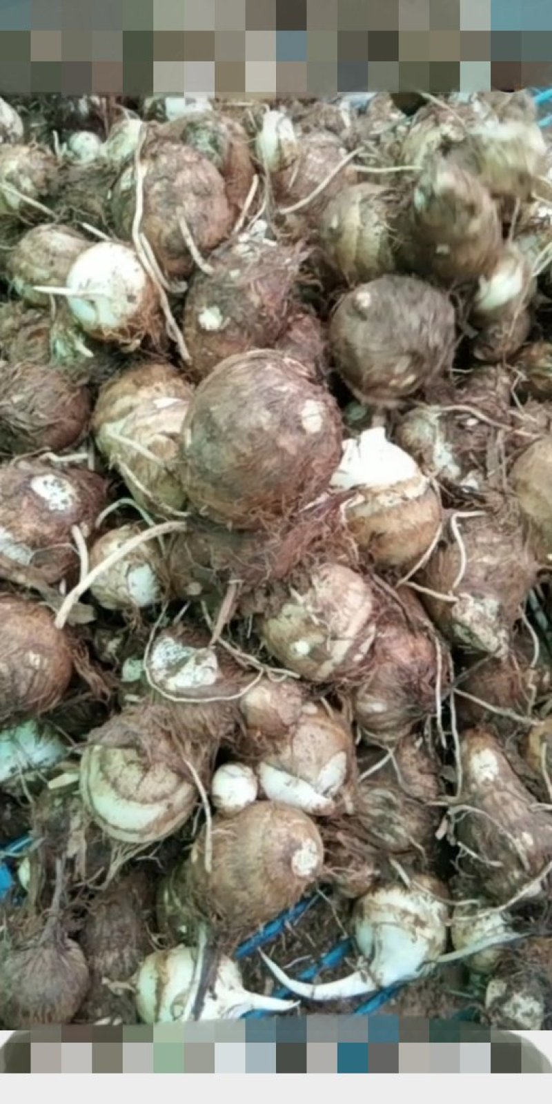 山东省，临沂市，优质毛芋头，豆包，各种毛芋头分，8520