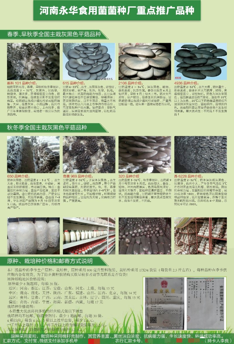 平菇菌种麦粒原种、棉籽壳栽培种。买菌种认准永华菌种厂