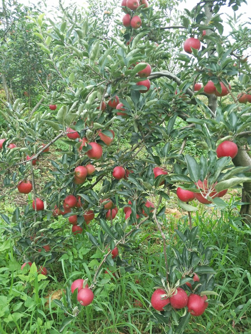 苹果苗，嘎啦苹果苗龙威苹果苗龙嘎苹果苗