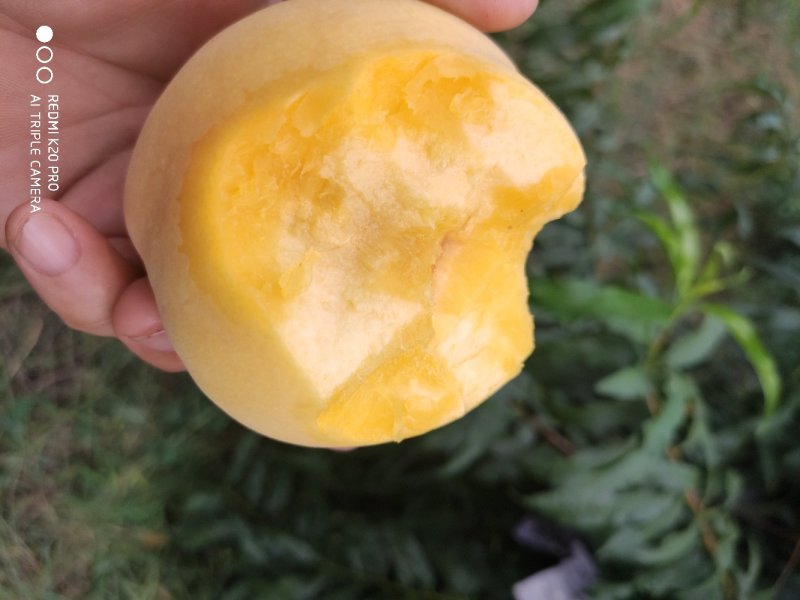 晚黄金黄毛桃