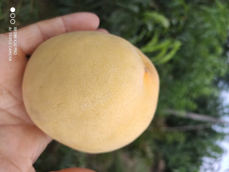晚黄金黄毛桃