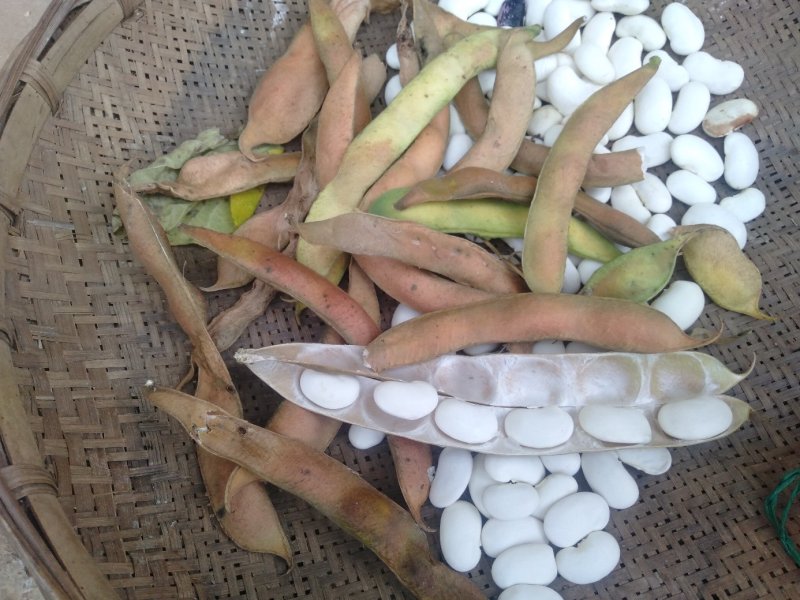 白芸豆【100斤包邮】贵州高原生态白芸豆。无污染。品质保