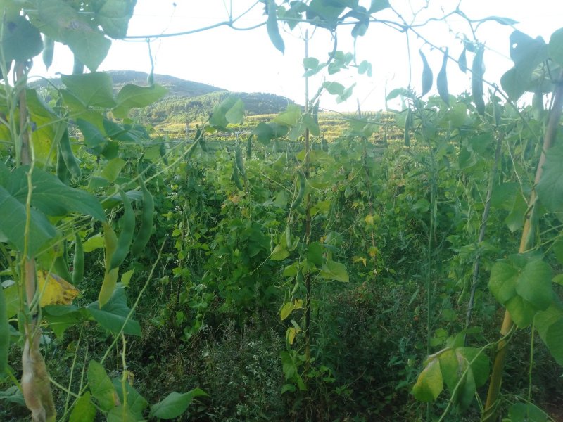 白芸豆【100斤包邮】贵州高原生态白芸豆。无污染。品质保