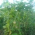 白芸豆【100斤包邮】贵州高原生态白芸豆。无污染。品质保