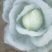 甘蓝