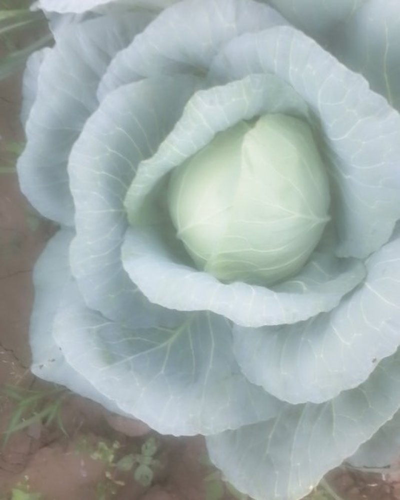 甘蓝
