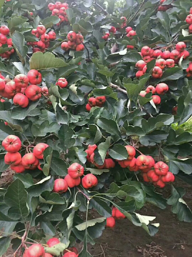 。大金星商品果。串山楂