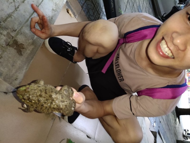 本土田鸡，