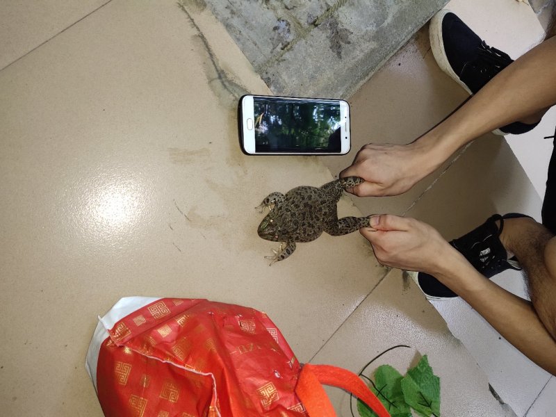 本土田鸡，