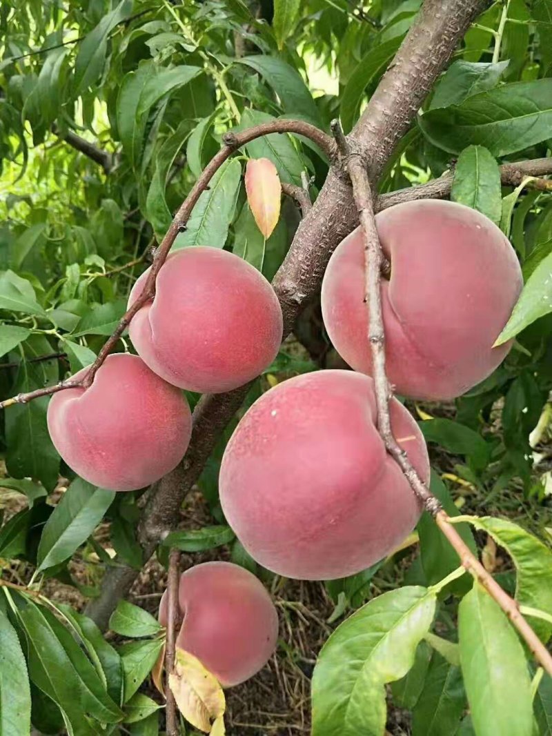 永莲蜜毛桃大量上市了，纸袋的，大量批发不零售