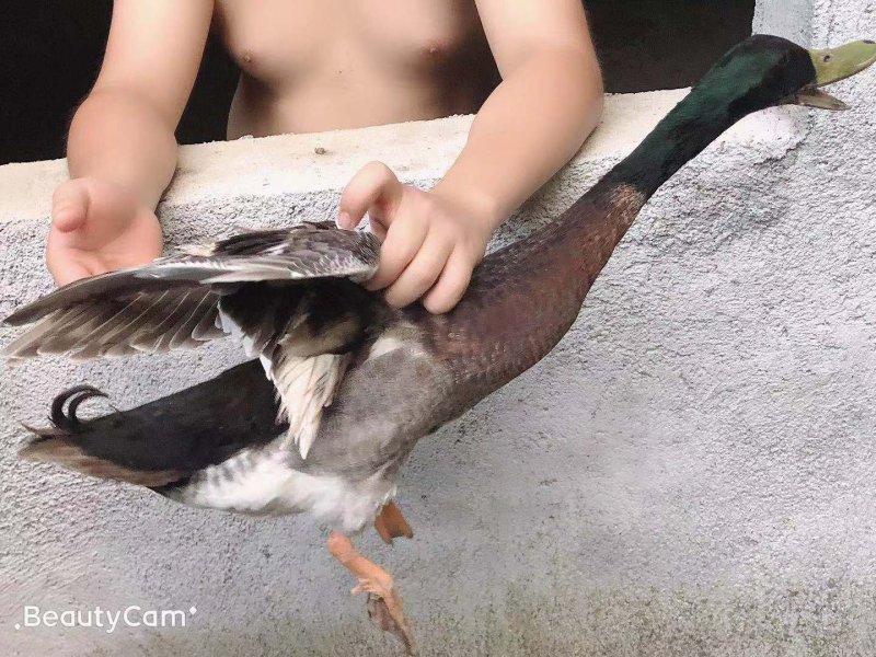 青头土鸭