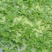 小叶眼子菜。竹叶眼子菜。。。。。。。。。。。