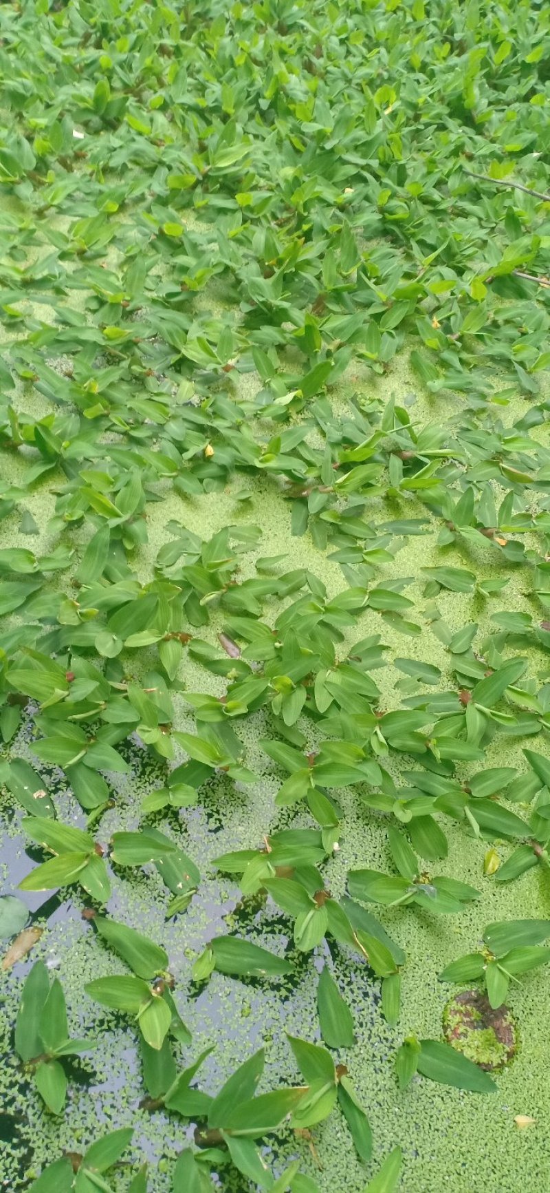 小叶眼子菜。竹叶眼子菜。。。。。。。。。。。