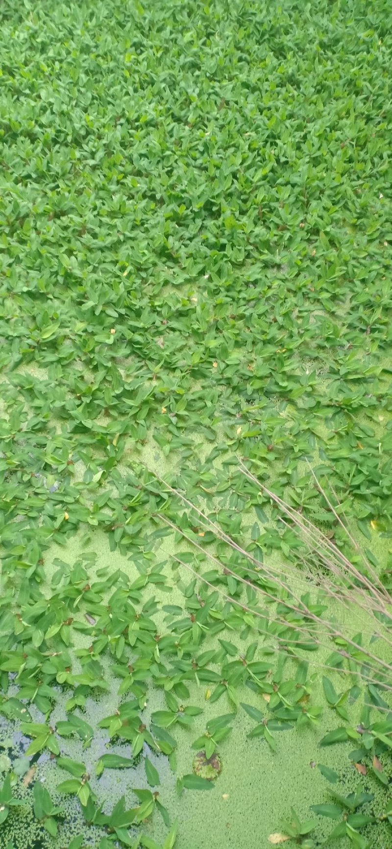 小叶眼子菜。竹叶眼子菜。。。。。。。。。。。
