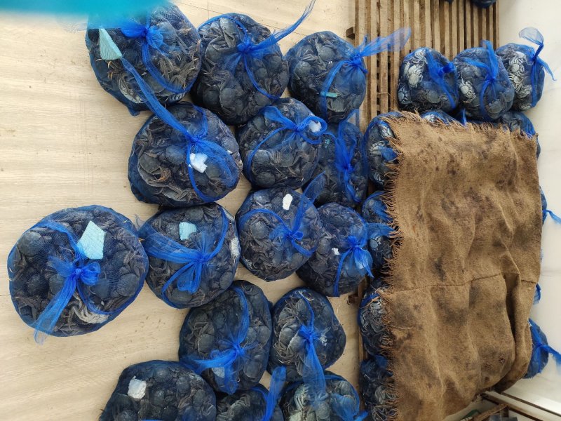 盘锦河蟹批发大量上市产地直发各种规格