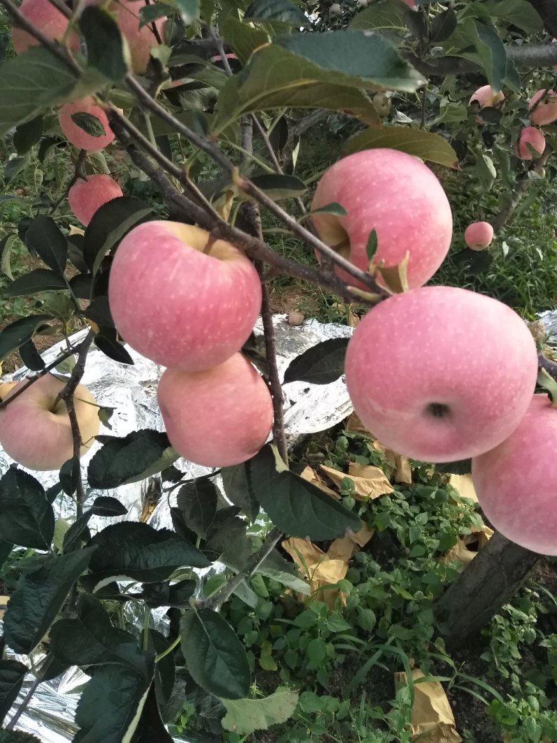 云南昭通苹果新世界苹果基地直供规格齐全现摘现发